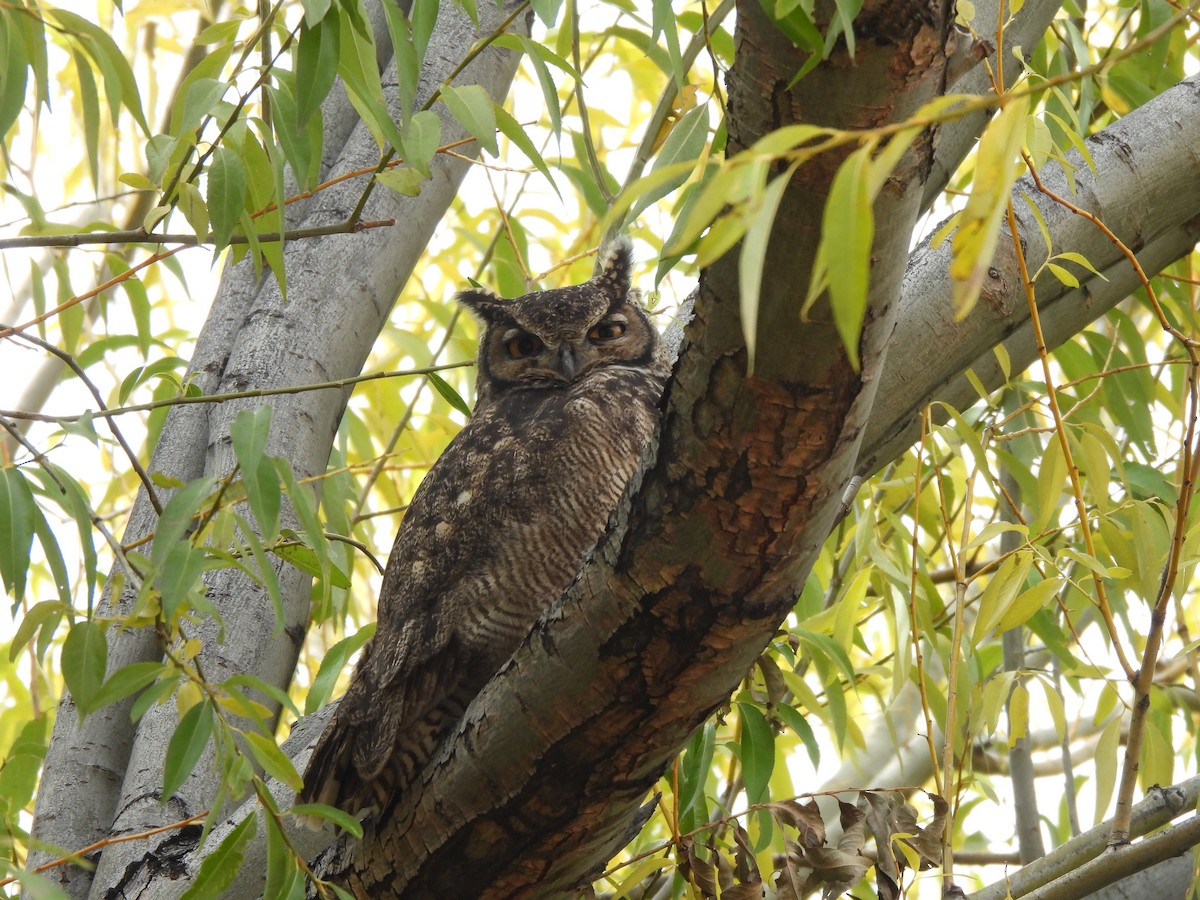 Lesser Horned Owl - ML619043962