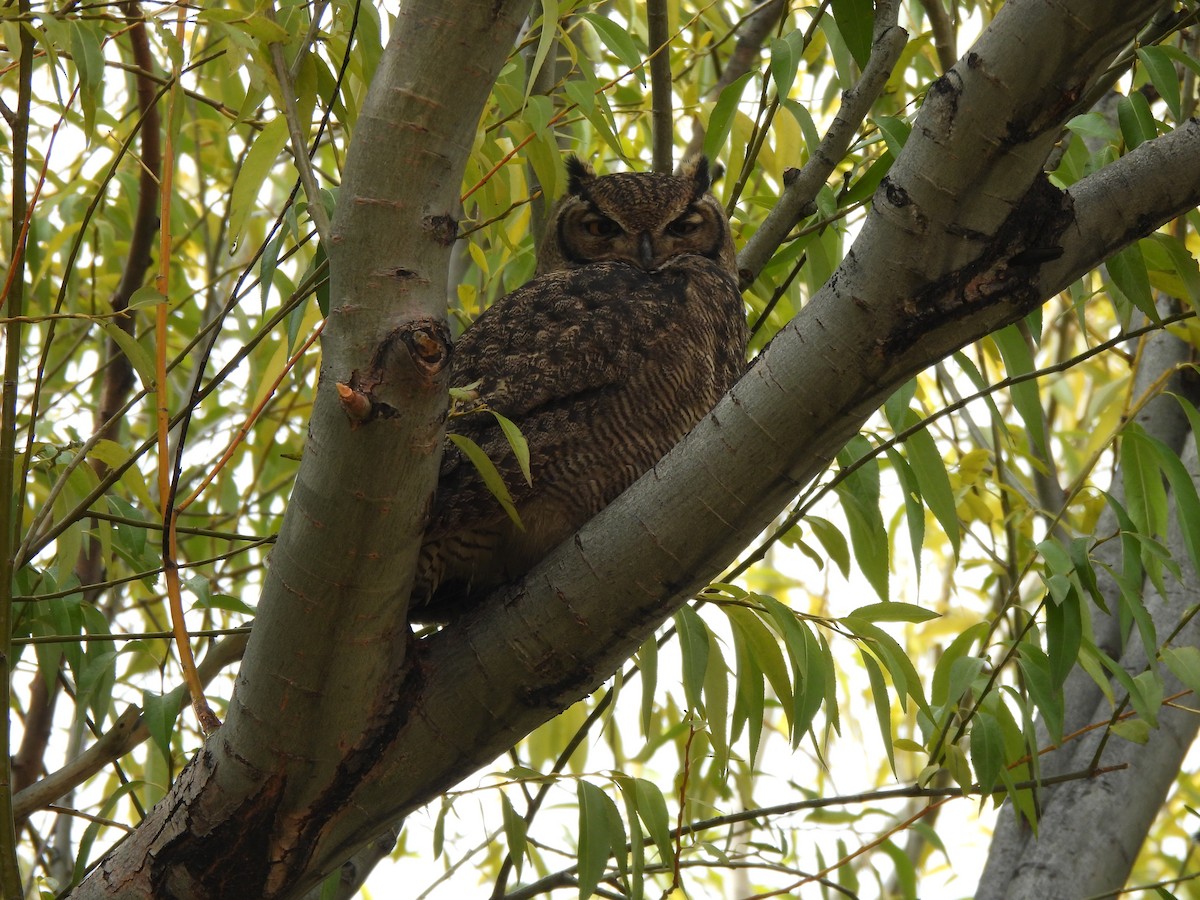 Lesser Horned Owl - ML619043963
