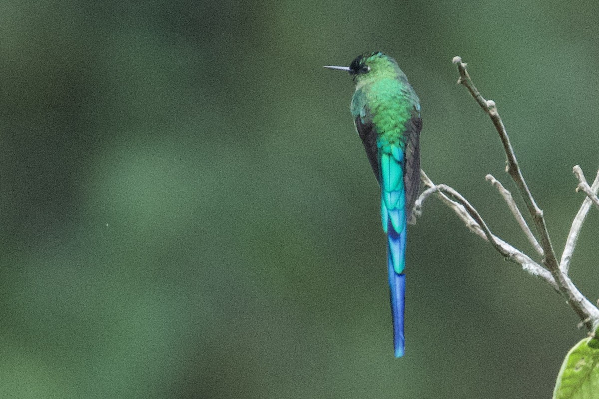 Long-tailed Sylph - ML619043969