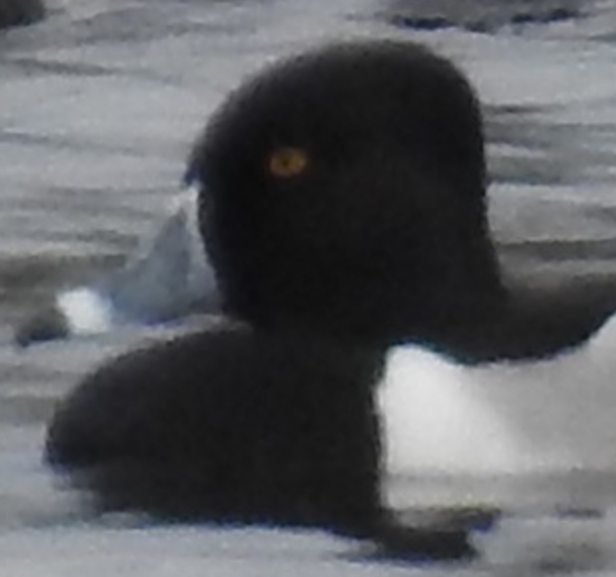 Ring-necked Duck - ML619043989