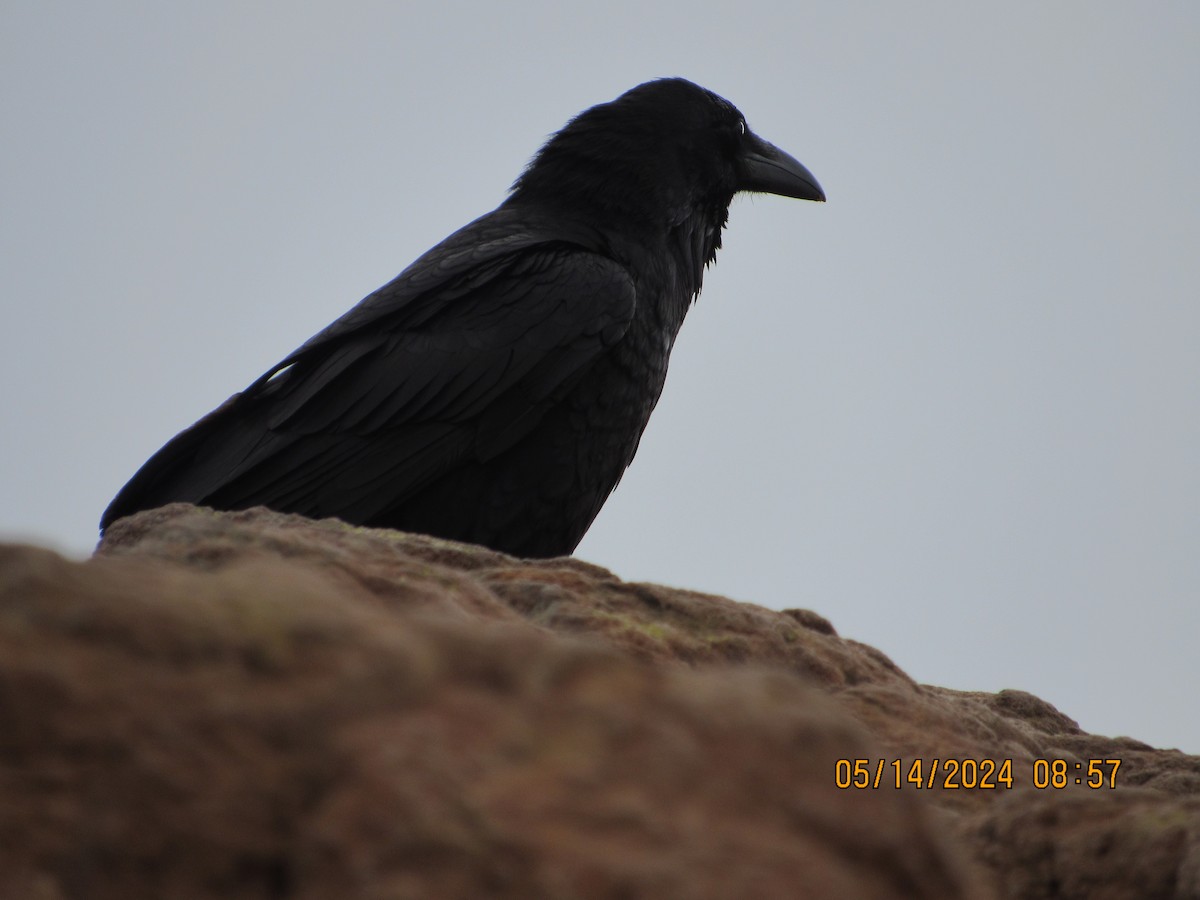 Common Raven - ML619044029