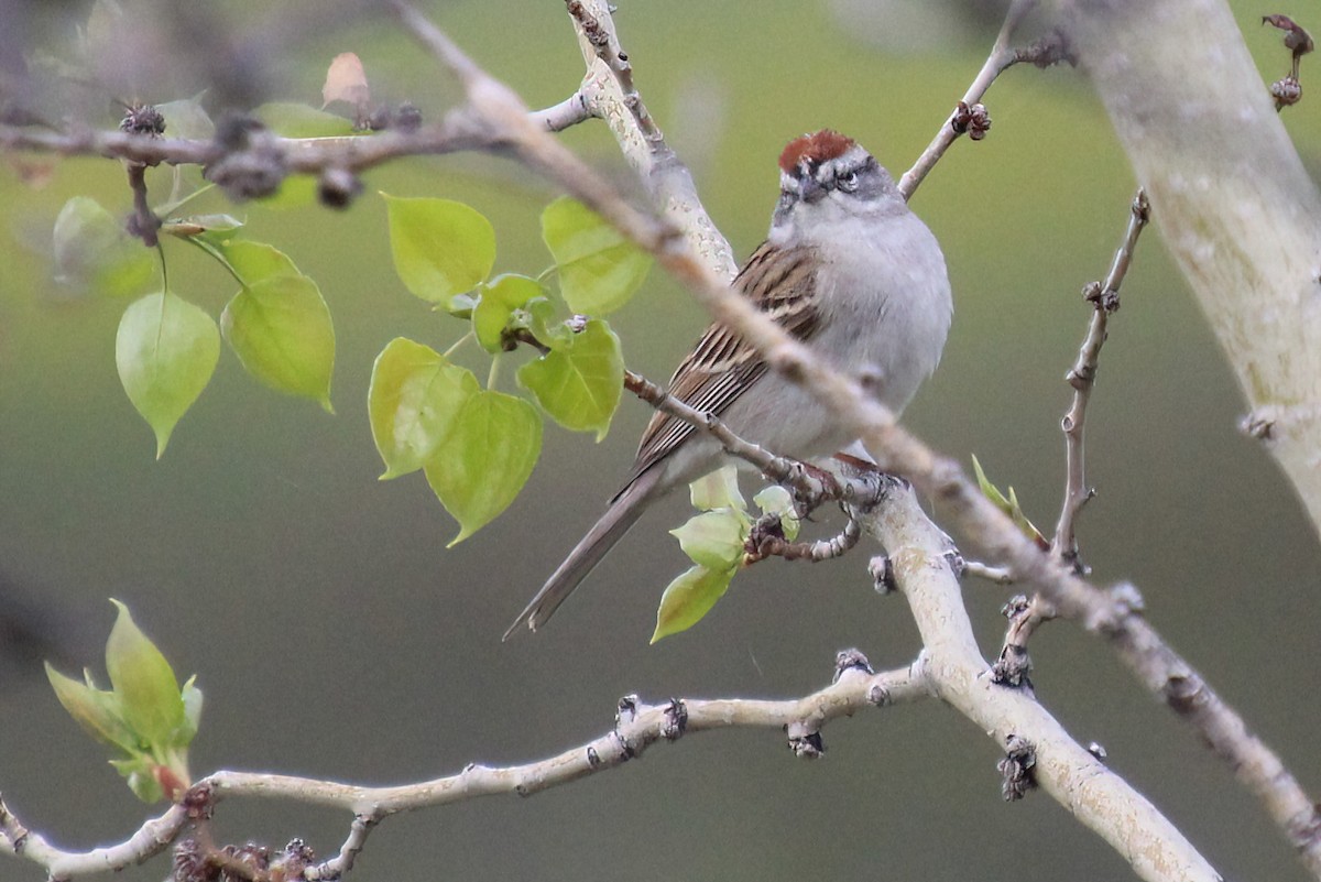 Chipping Sparrow - ML619044033