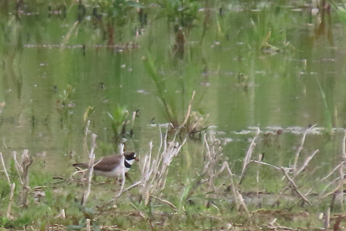 Semipalmated Plover - ML619044040