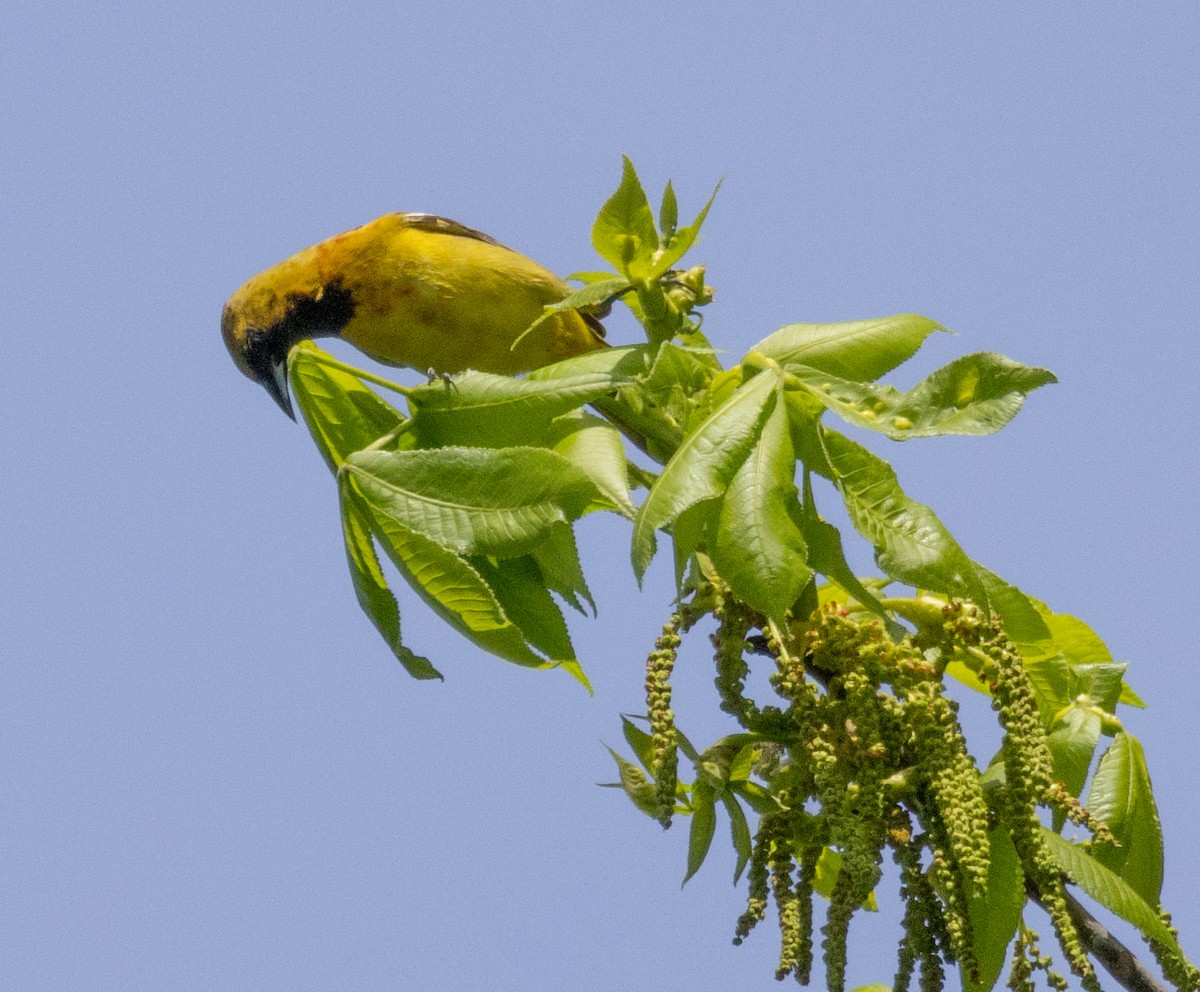 Orchard Oriole - ML619044048