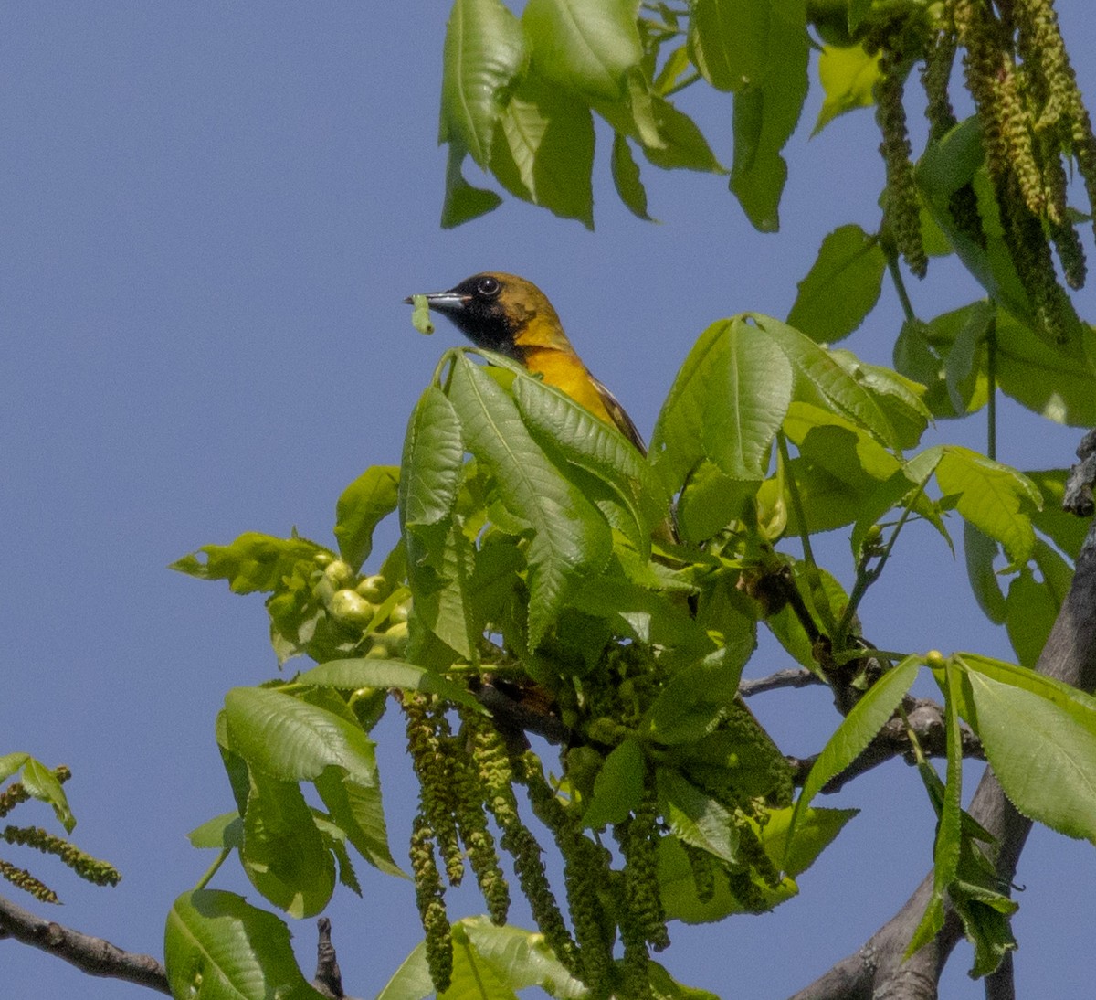 Orchard Oriole - ML619044049
