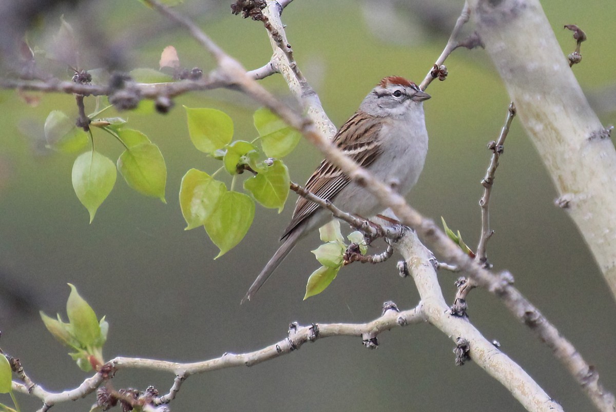 Chipping Sparrow - ML619044079