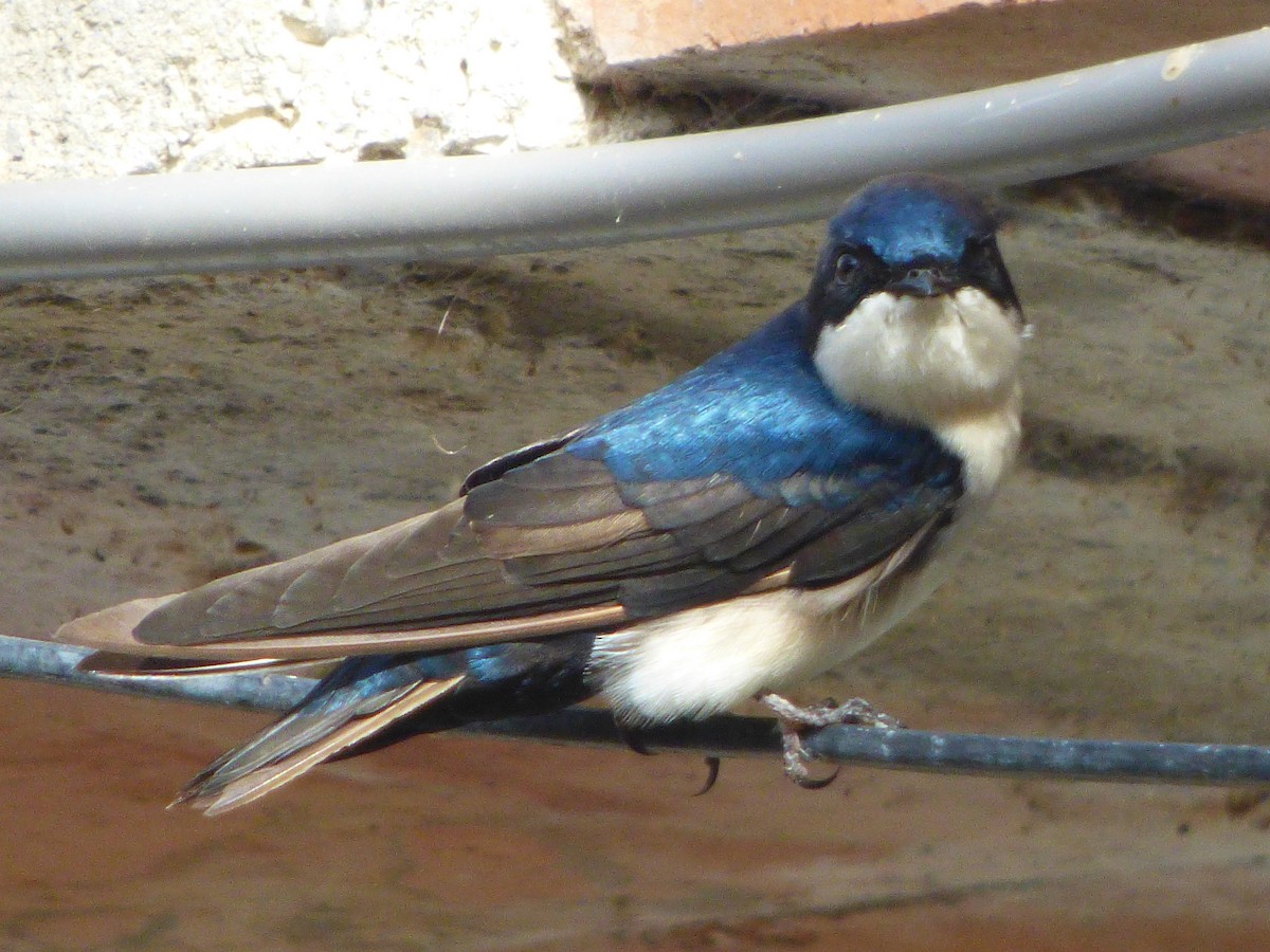 Blue-and-white Swallow - ML619044125