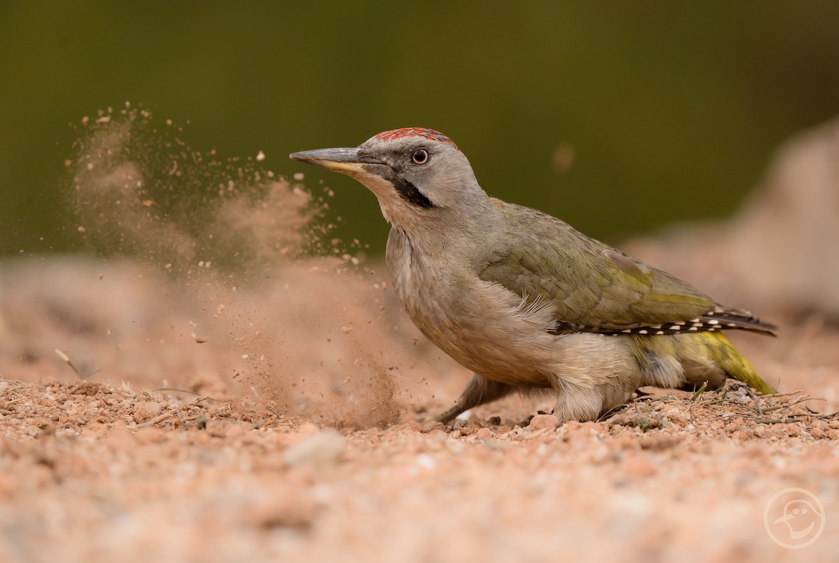 Iberian Green Woodpecker - ML619044152