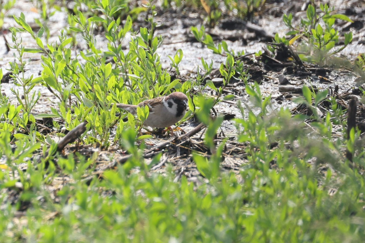Eurasian Tree Sparrow - ML619044160