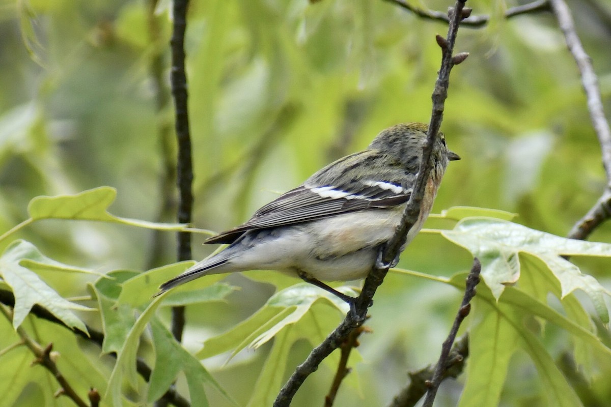 Bay-breasted Warbler - ML619044166
