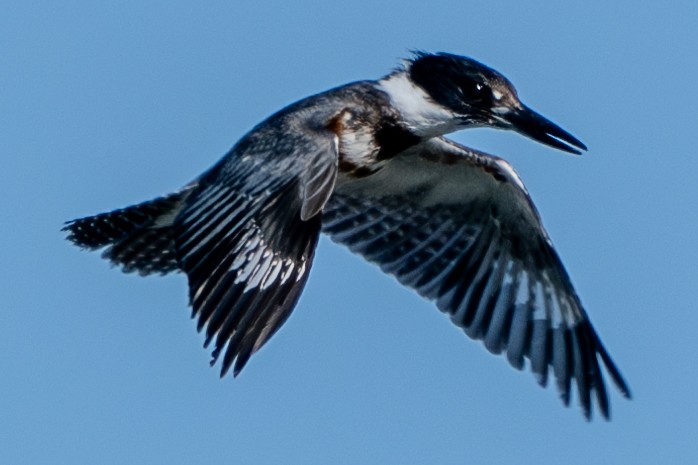 Belted Kingfisher - ML619044236