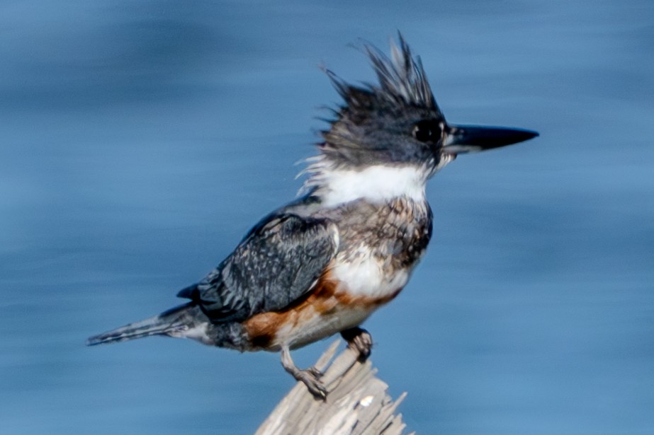 Belted Kingfisher - ML619044237