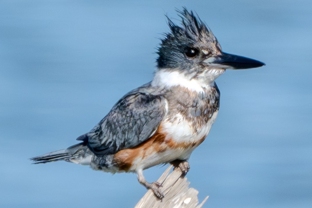 Belted Kingfisher - ML619044238