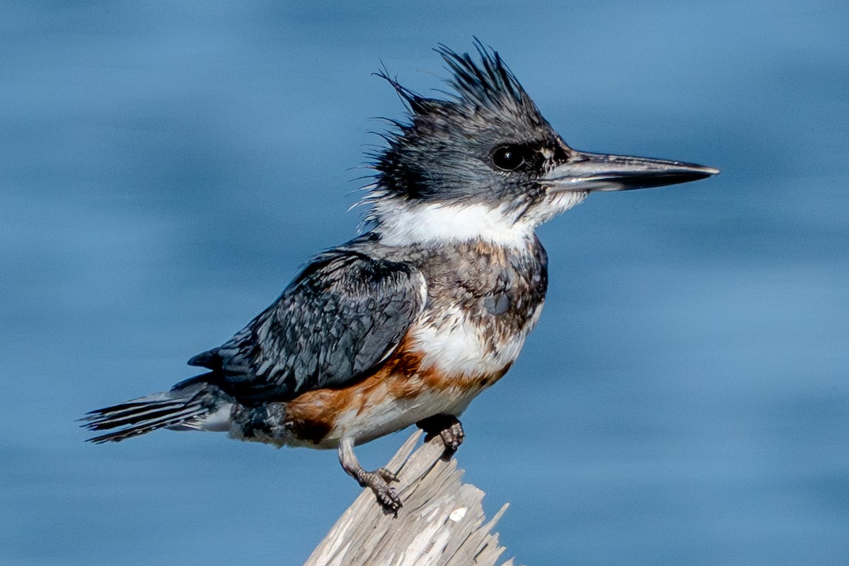 Belted Kingfisher - ML619044239
