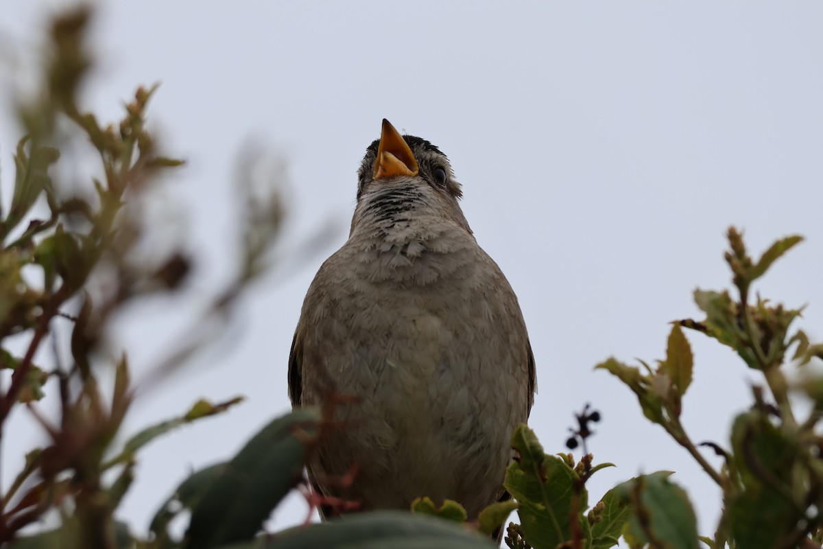 White-crowned Sparrow - ML619044300