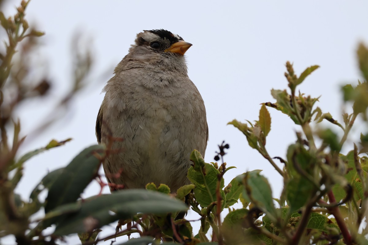 White-crowned Sparrow - ML619044302