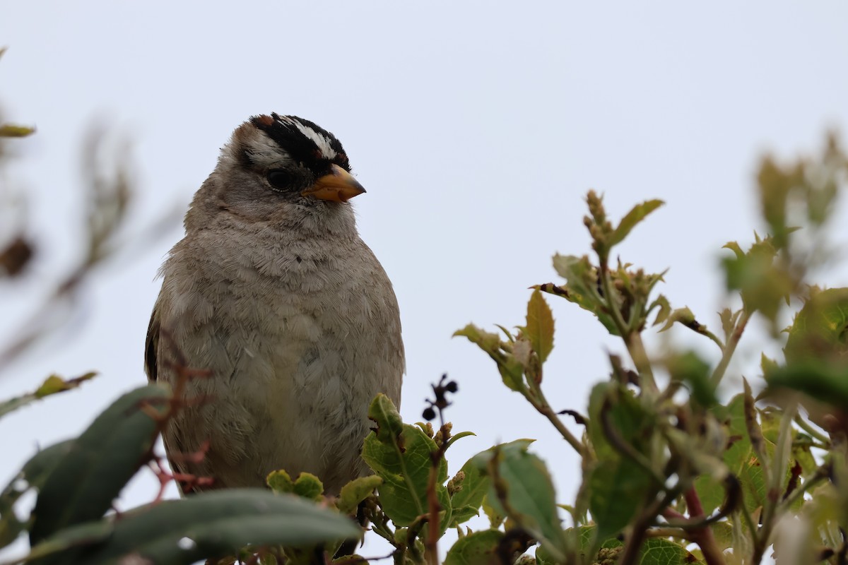 White-crowned Sparrow - ML619044303
