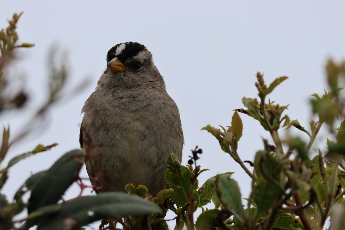 White-crowned Sparrow - ML619044304
