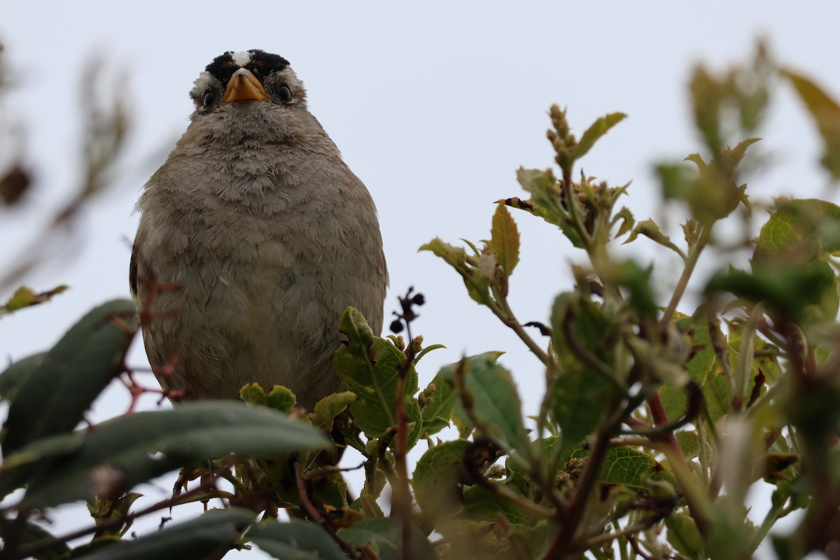 White-crowned Sparrow - ML619044305