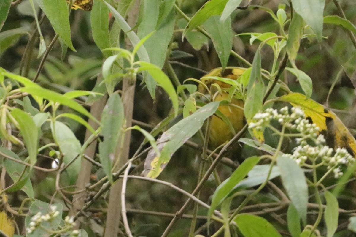 Yellow-headed Brushfinch - ML619044331
