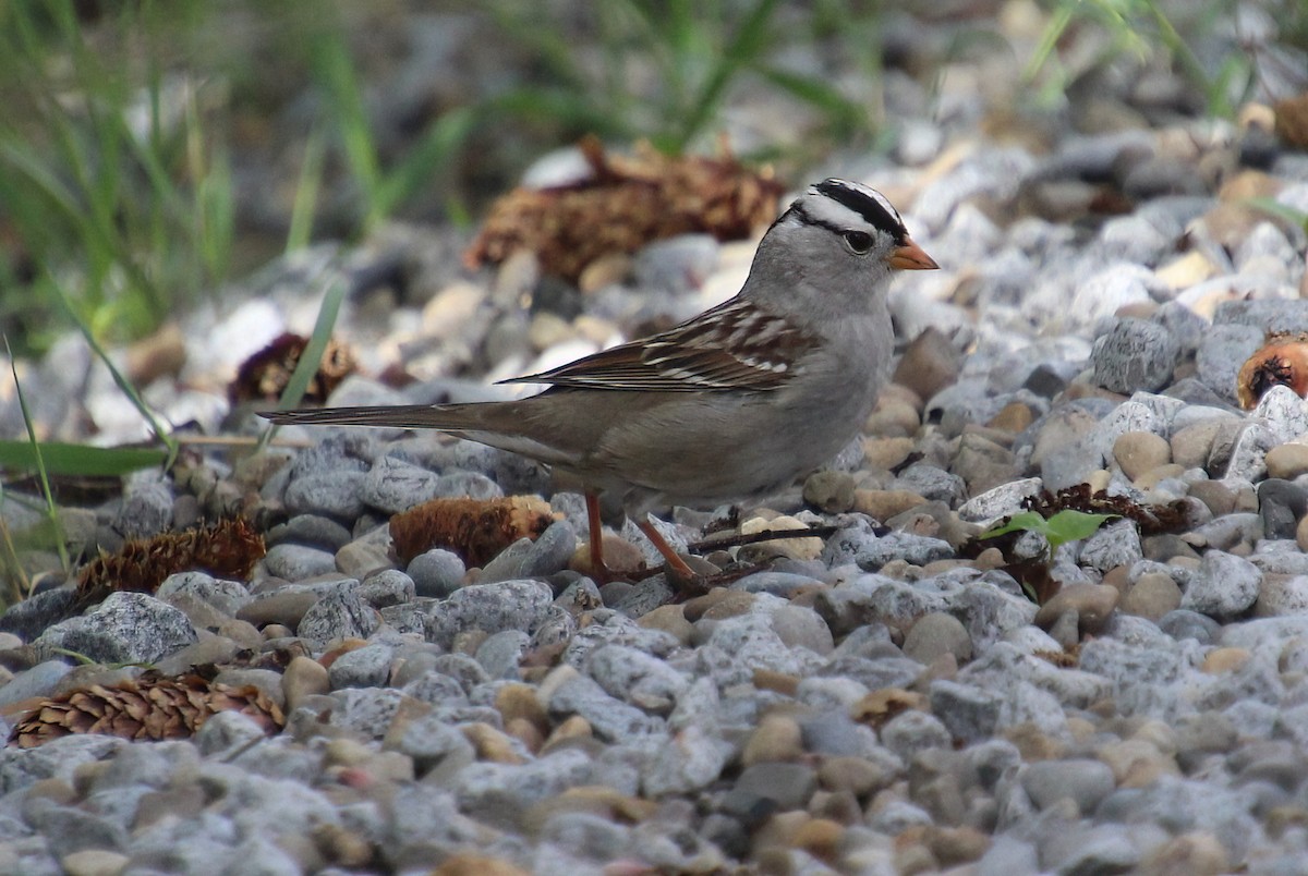 White-crowned Sparrow - ML619044348