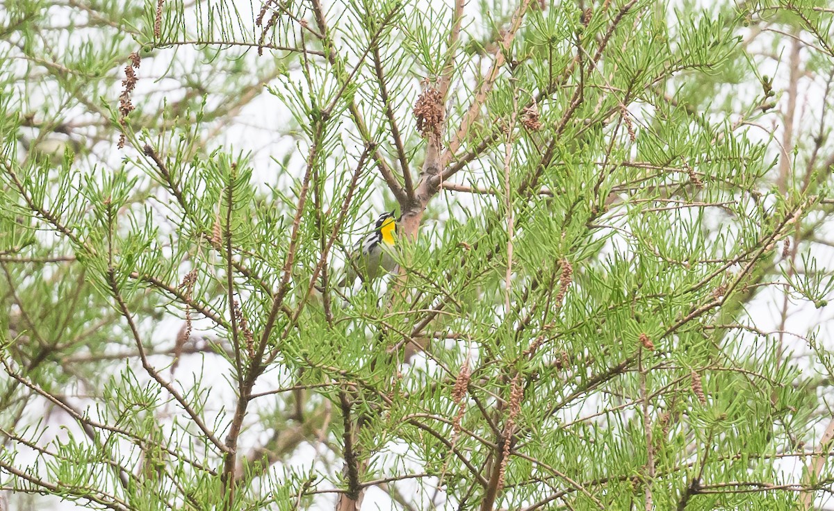 Yellow-throated Warbler - ML619044349