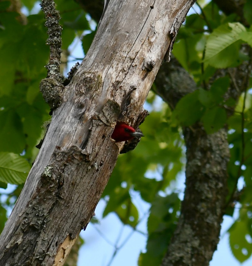 Red-headed Woodpecker - ML619044356