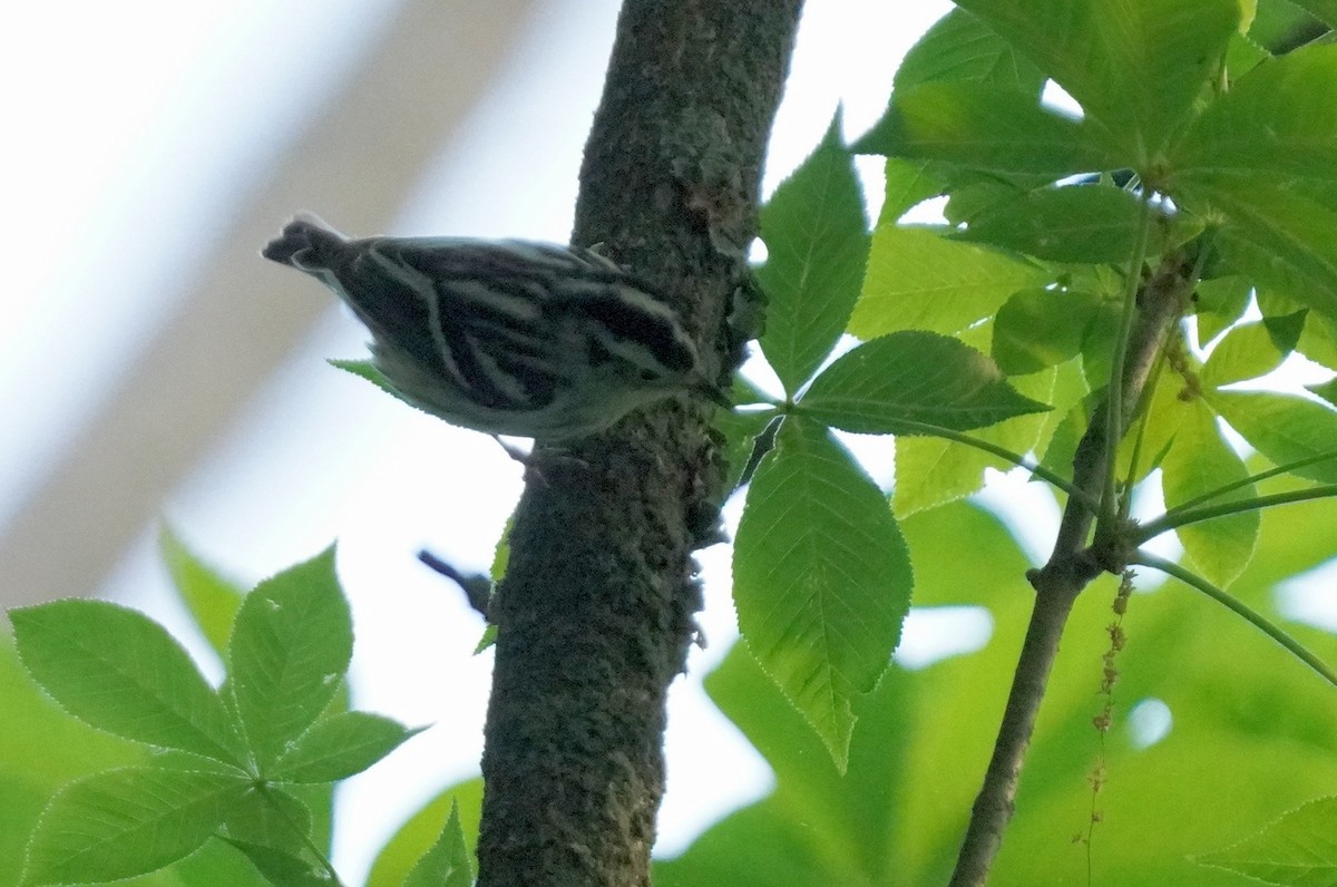 Black-and-white Warbler - ML619044362