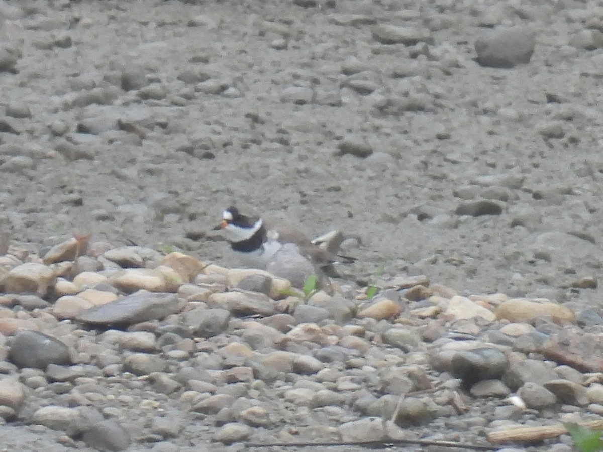 Semipalmated Plover - ML619044363
