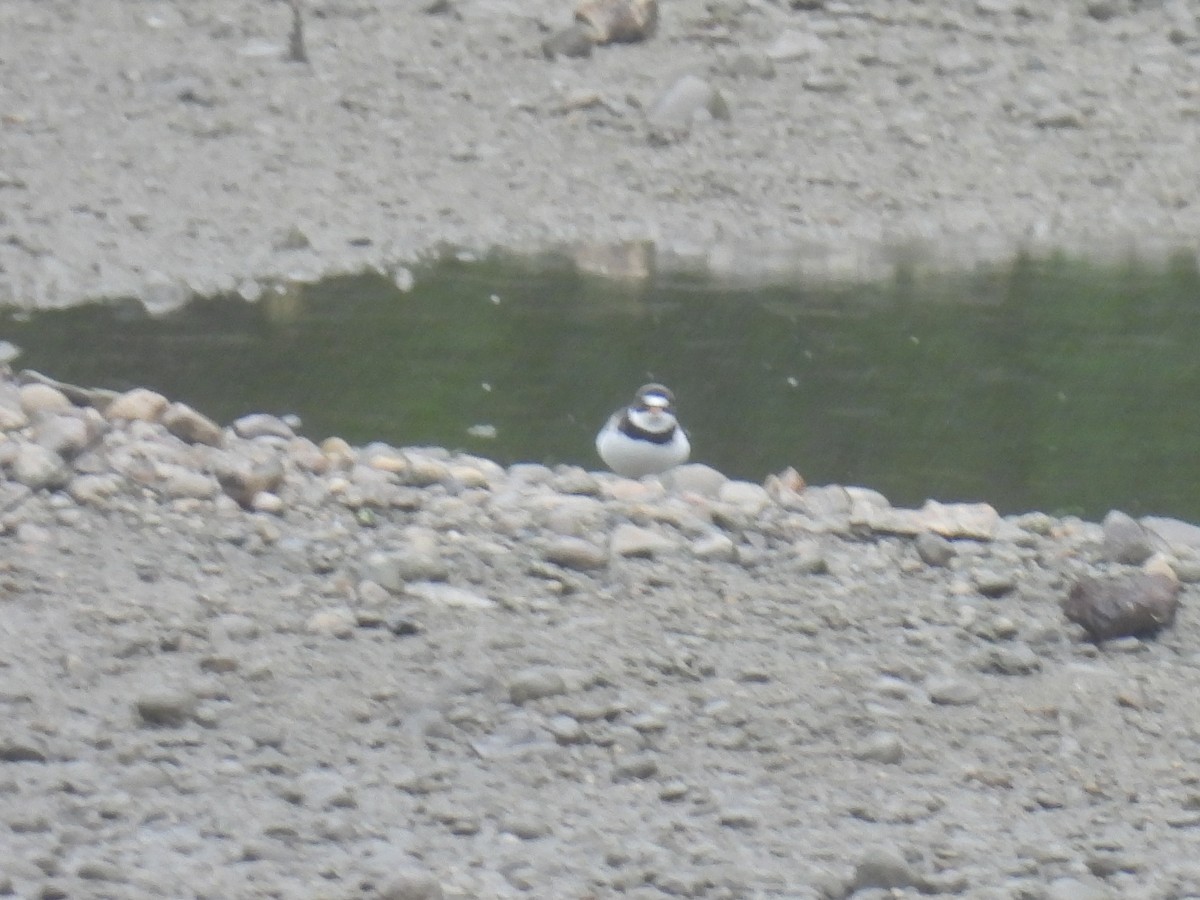 Semipalmated Plover - ML619044364