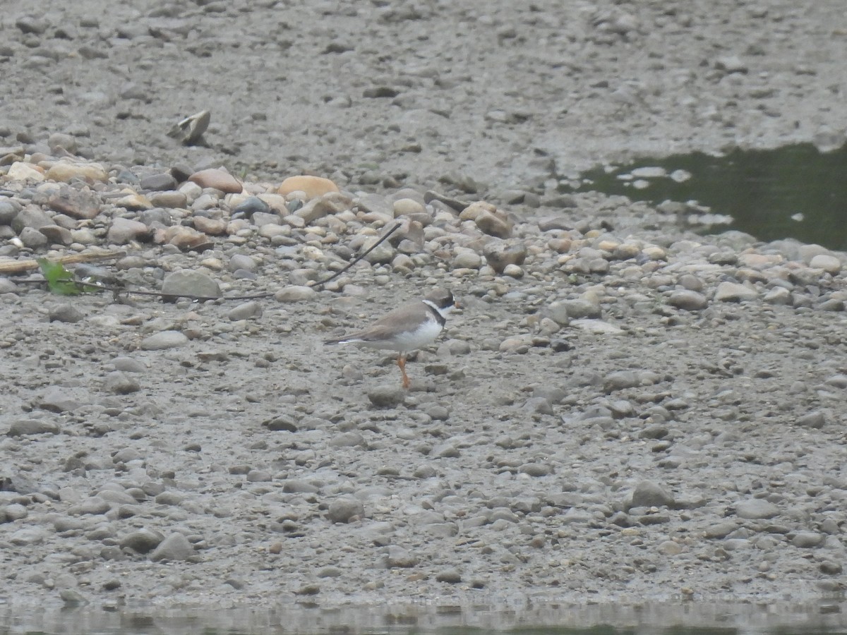 Semipalmated Plover - ML619044365