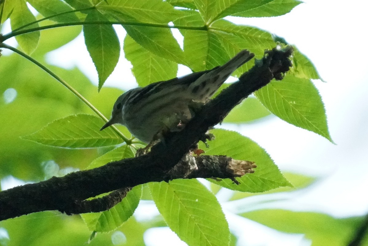 Black-and-white Warbler - ML619044371