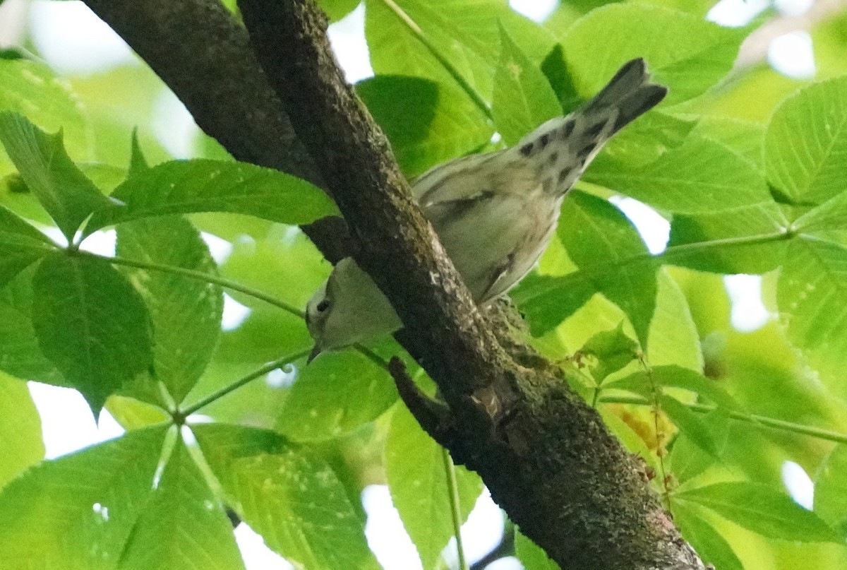 Black-and-white Warbler - ML619044374