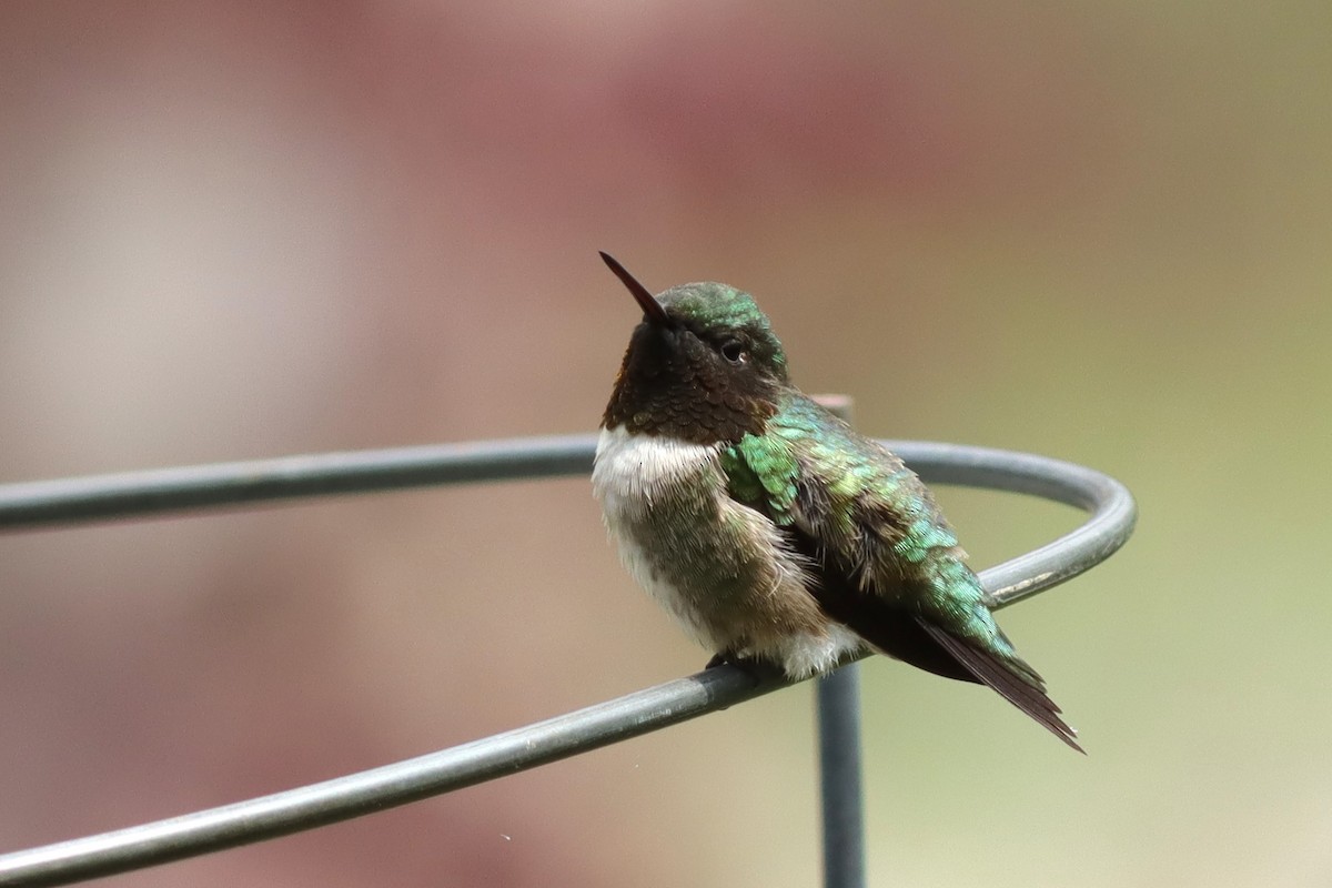 Ruby-throated Hummingbird - ML619044379