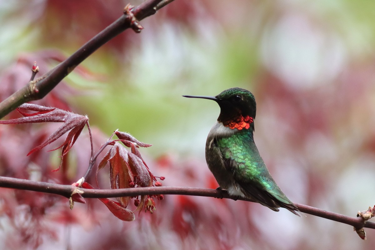 Ruby-throated Hummingbird - Margaret Viens