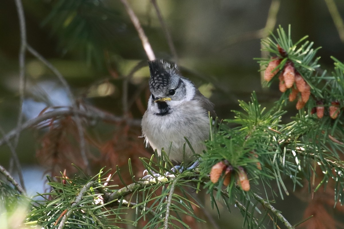 Crested Tit - ML619044411