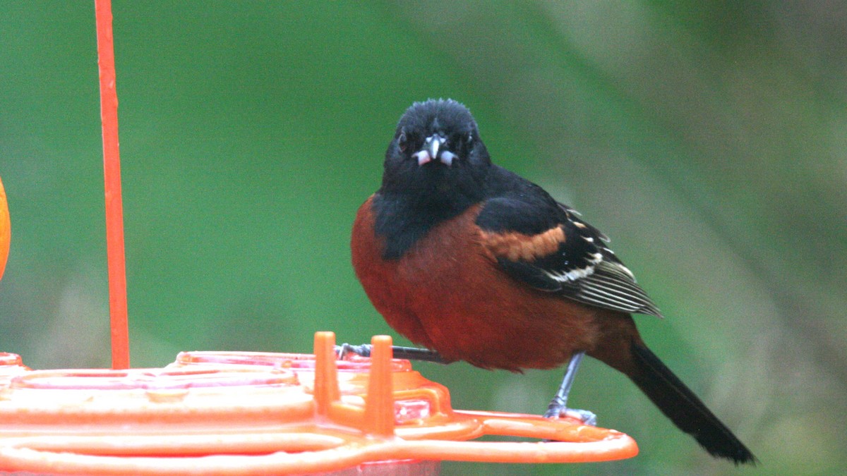 Orchard Oriole - ML619044434