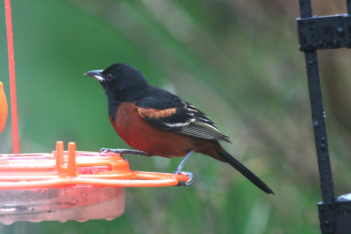 Orchard Oriole - ML619044435
