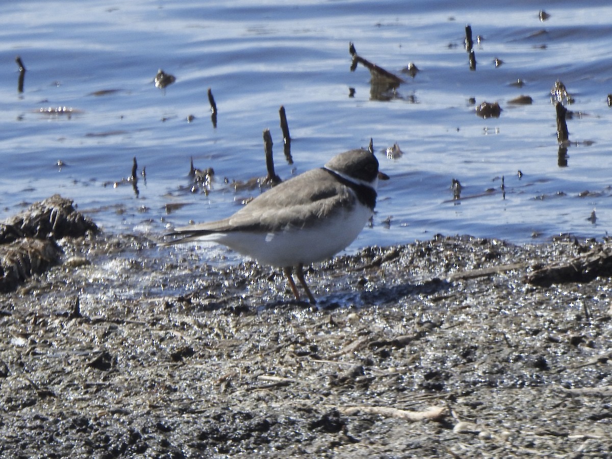 Semipalmated Plover - ML619044480