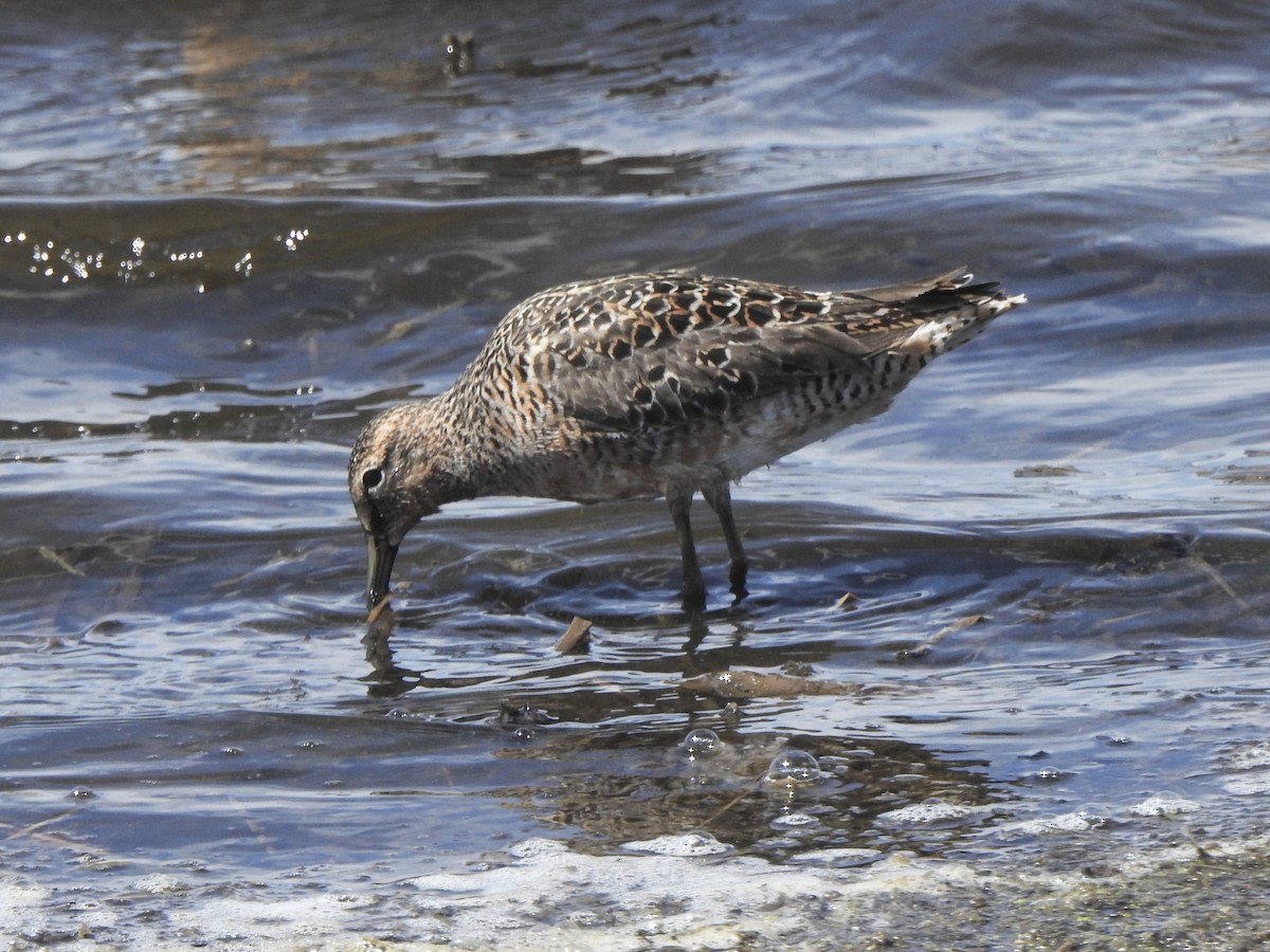 Long-billed Dowitcher - ML619044488