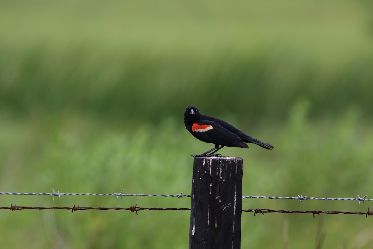 Red-winged Blackbird - ML619044492