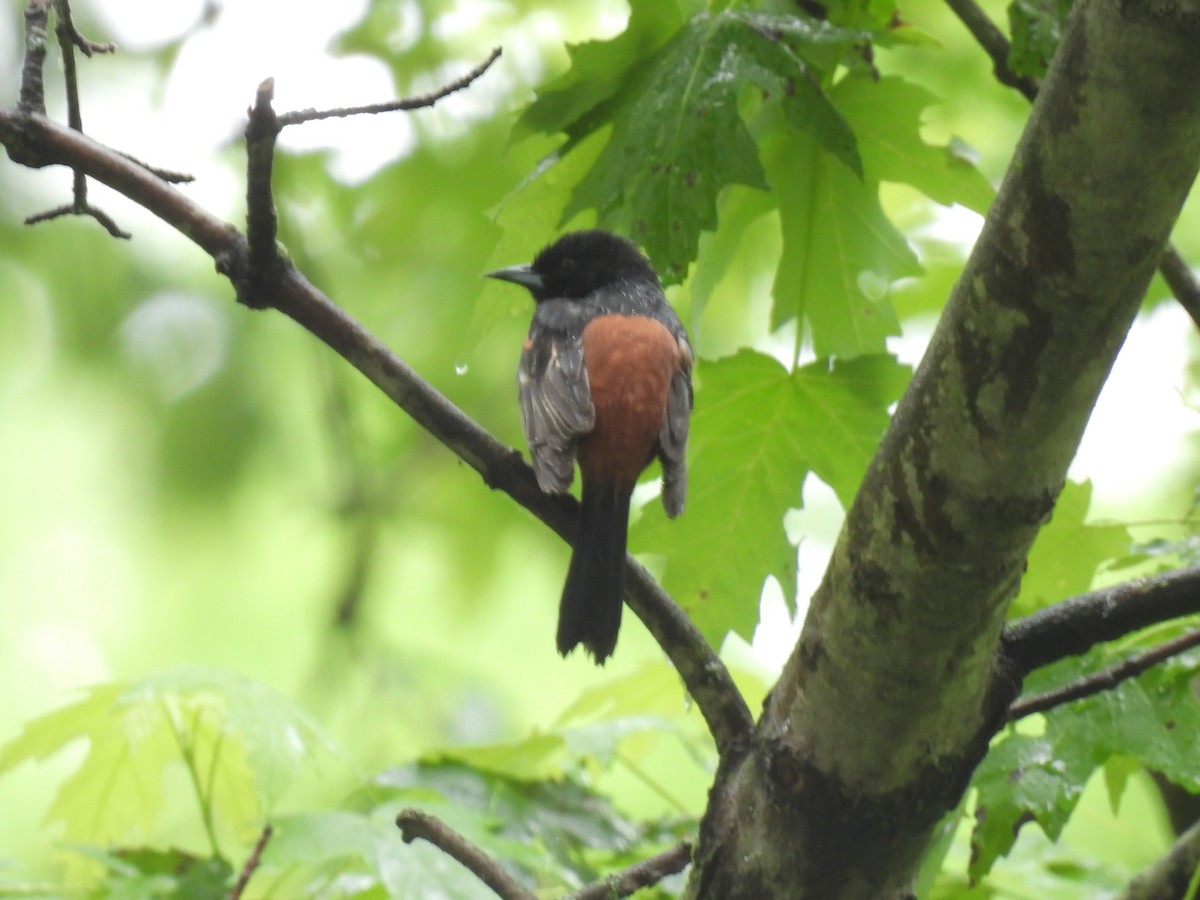 Orchard Oriole - ML619044521