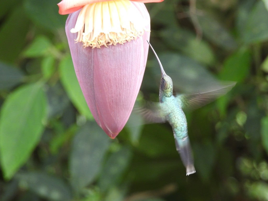 kolibřík šedobřichý - ML619044535