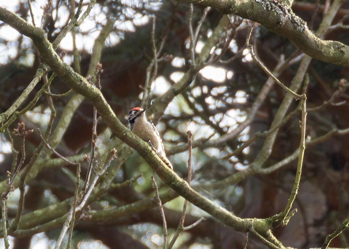 Lesser Spotted Woodpecker - ML619044631