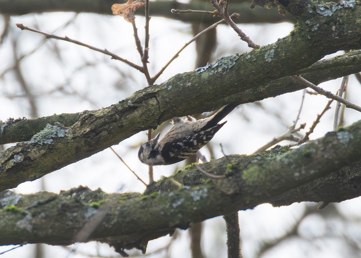 Lesser Spotted Woodpecker - ML619044632