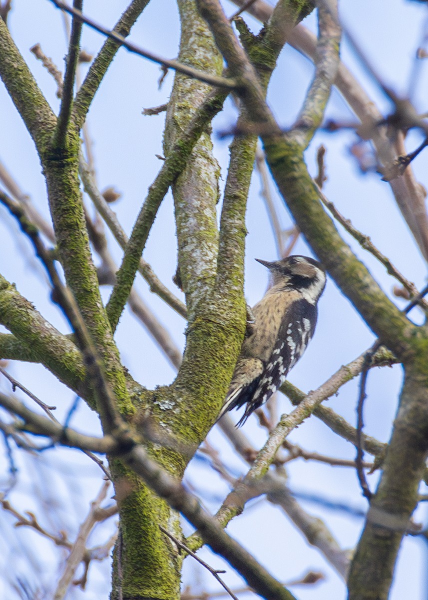 Lesser Spotted Woodpecker - ML619044633