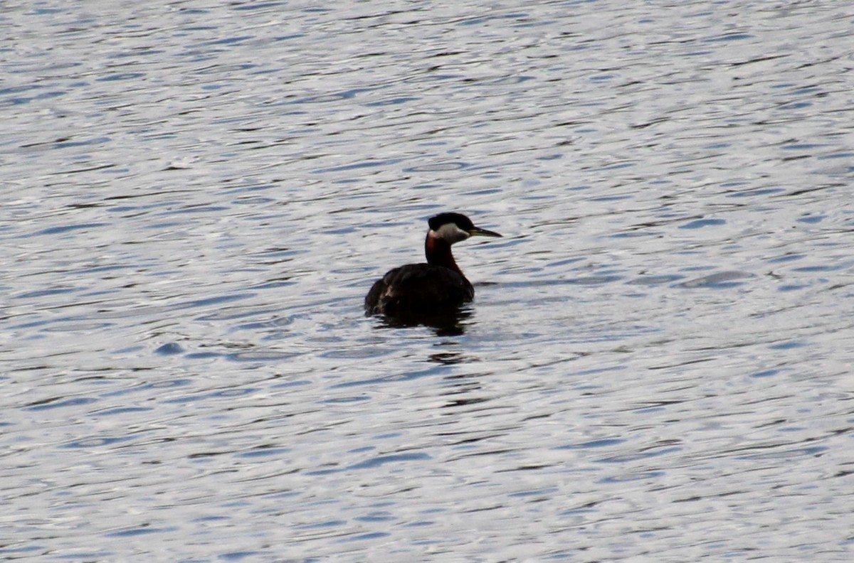 Red-necked Grebe - ML619044668