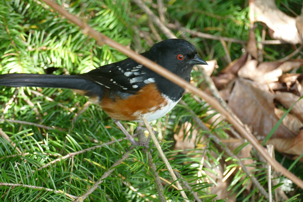 Spotted Towhee - ML619044695