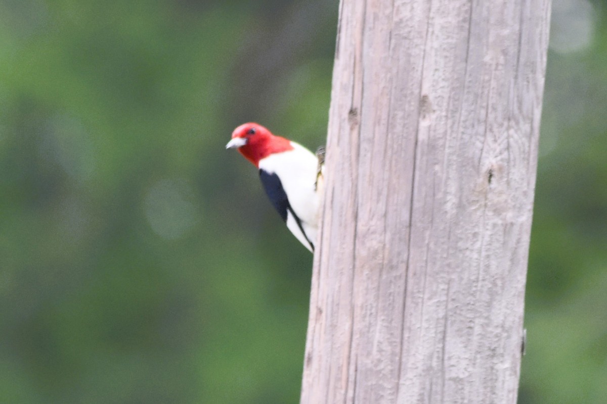 Red-headed Woodpecker - ML619044696