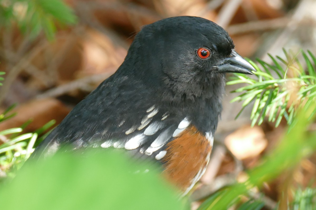 Spotted Towhee - ML619044699